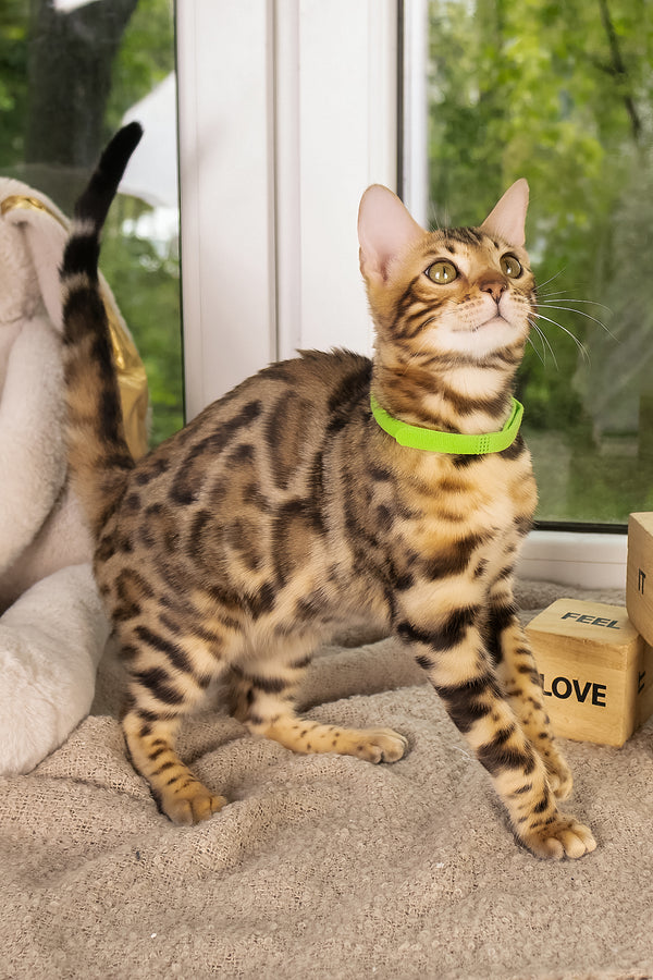 Lucas | Bengal Kitten