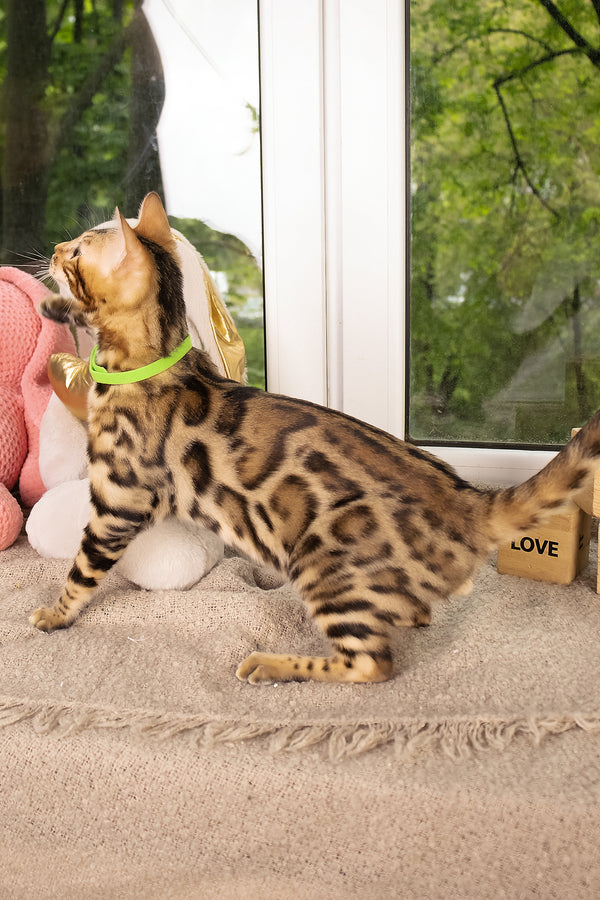 Lucas | Bengal Kitten
