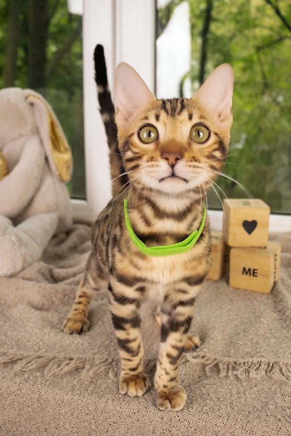 Lucas | Bengal Kitten