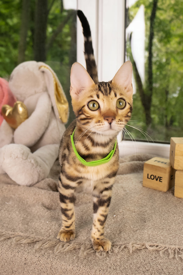 Lucas | Bengal Kitten