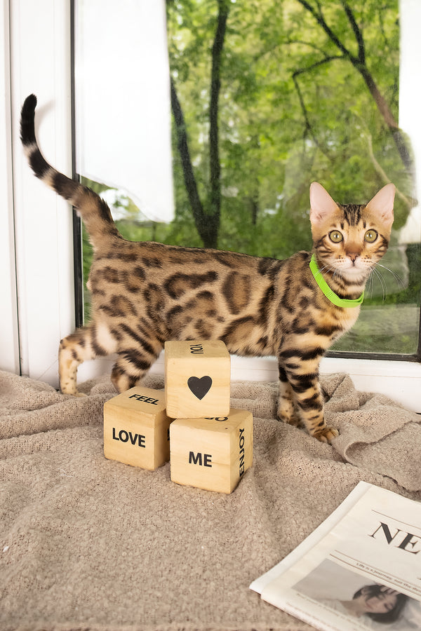 Lucas | Bengal Kitten