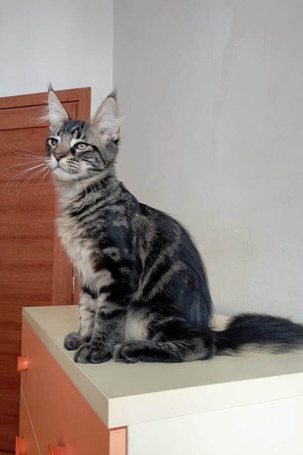 Lucky | Maine Coon Kitten