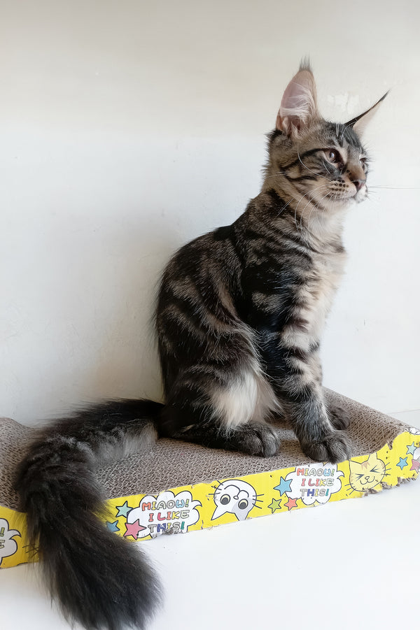 Lucky | Maine Coon Kitten