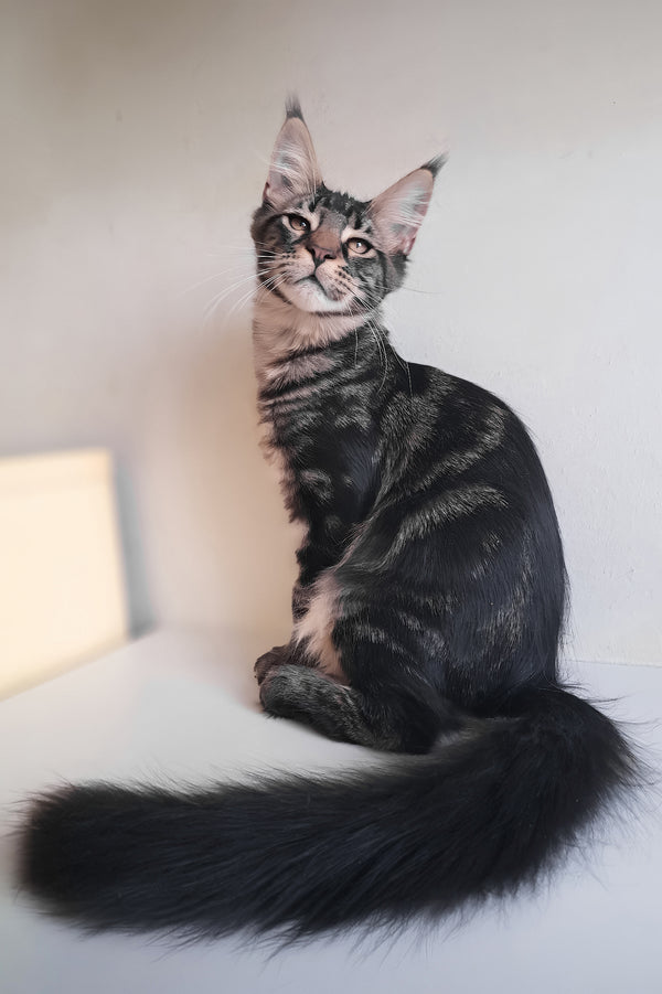 Lucky | Maine Coon Kitten
