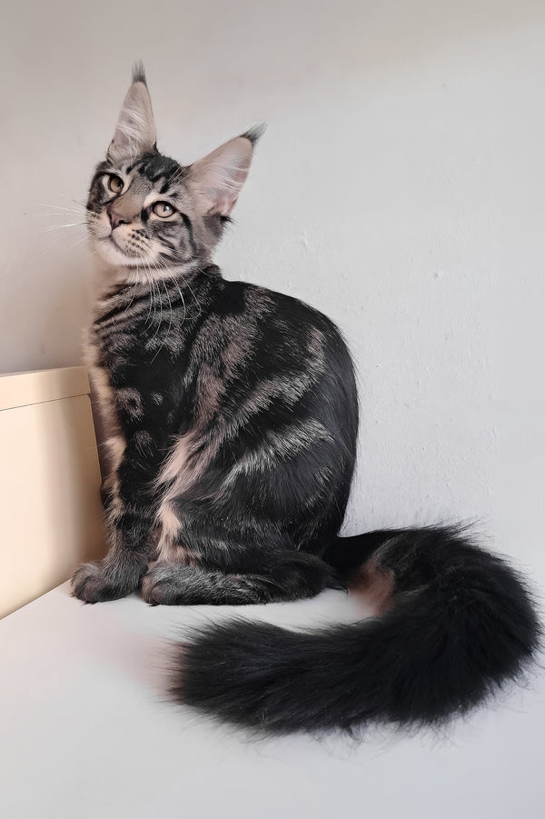 Lucky | Maine Coon Kitten