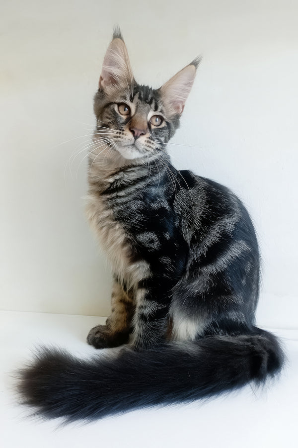 Lucky | Maine Coon Kitten
