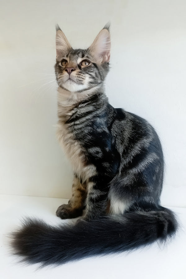 Lucky | Maine Coon Kitten