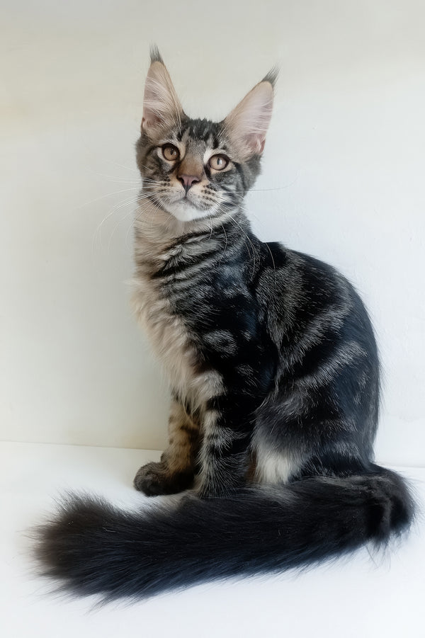 Lucky | Maine Coon Kitten