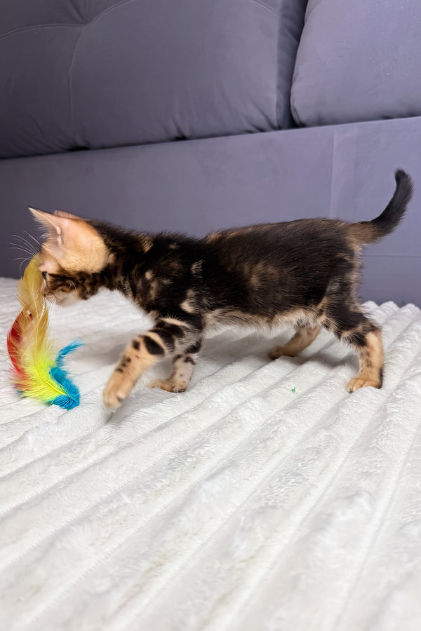Lucky | Bengal Kitten