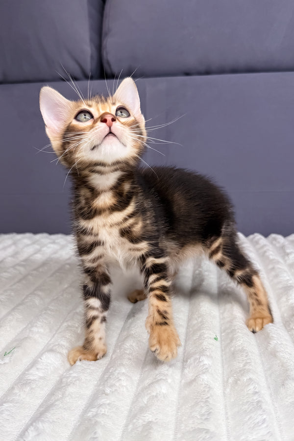 Lucky | Bengal Kitten