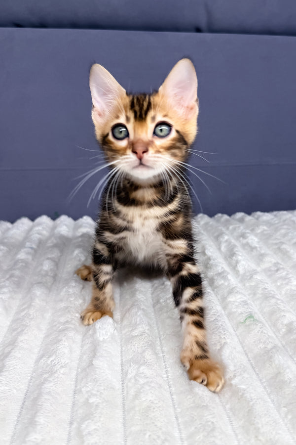Lucky | Bengal Kitten