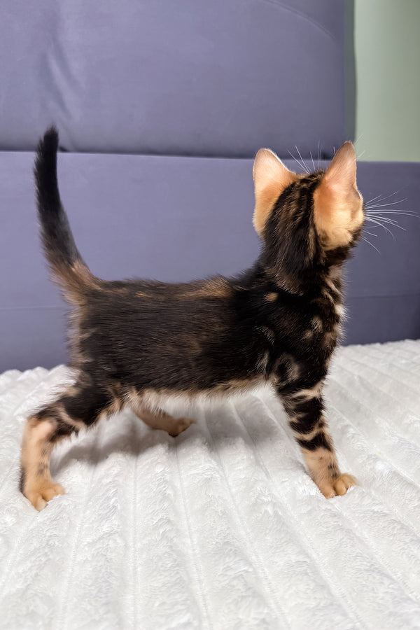 Lucky | Bengal Kitten