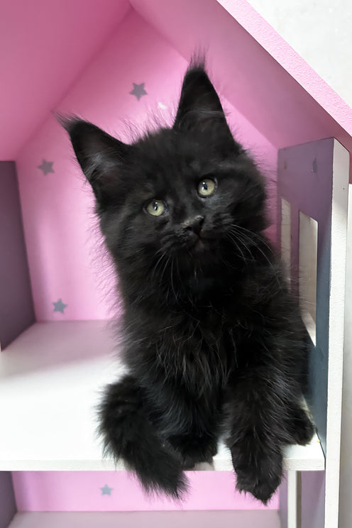 Lucky | Maine Coon Kitten