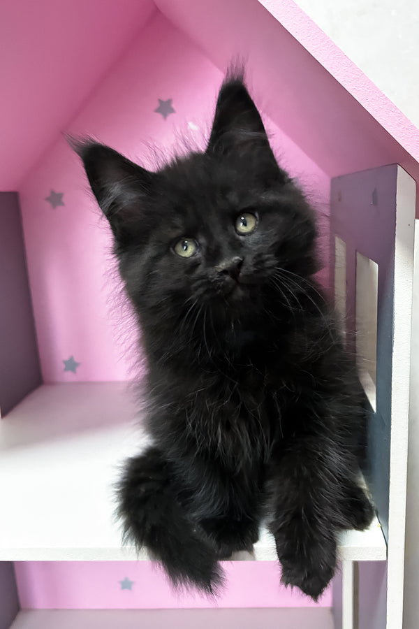 Lucky | Maine Coon Kitten