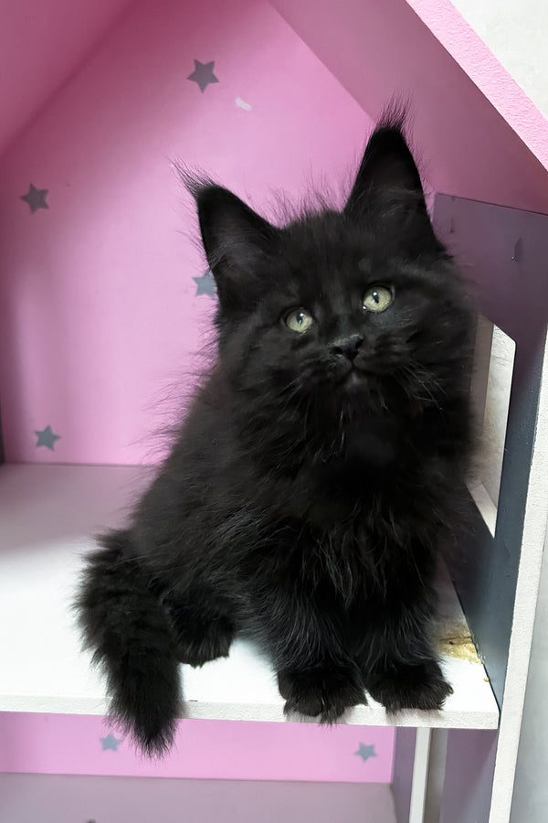 Lucky | Maine Coon Kitten