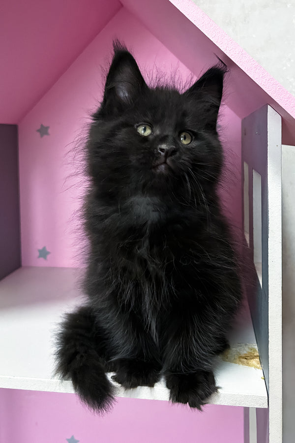 Lucky | Maine Coon Kitten