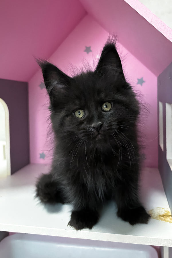 Lucky | Maine Coon Kitten
