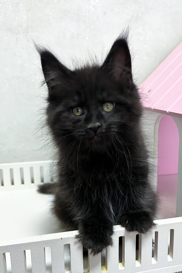 Lucky | Maine Coon Kitten