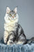 Luke | Maine Coon Kitten