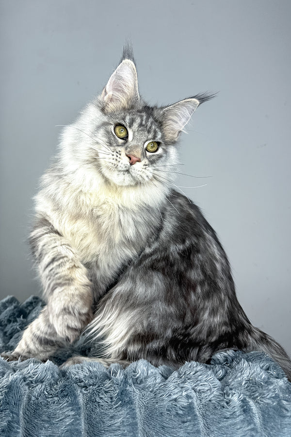 Luke | Maine Coon Kitten