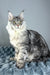 Luke | Maine Coon Kitten