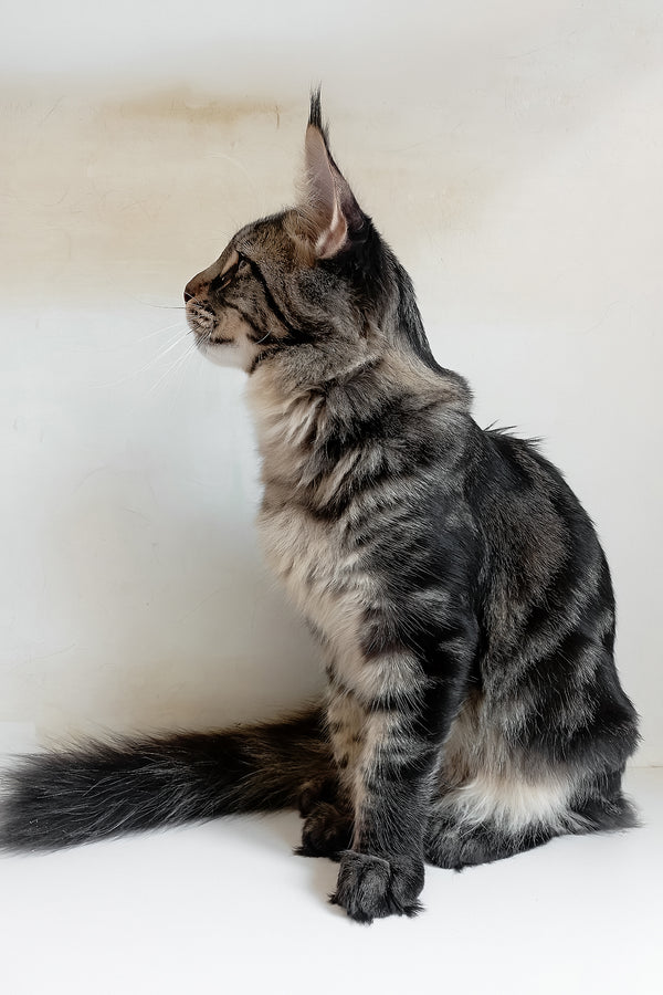Lucky | Maine Coon Kitten