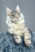 Luke | Maine Coon Kitten
