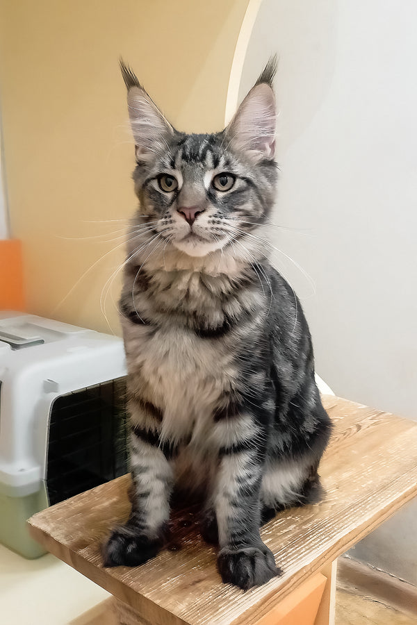 Lucky | Maine Coon Kitten