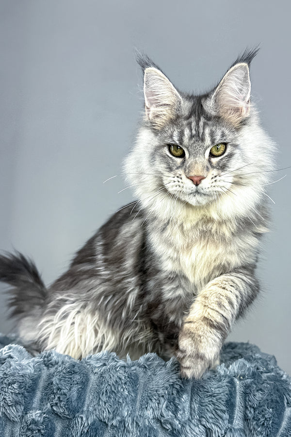 Luke | Maine Coon Kitten