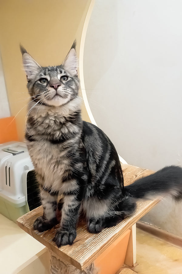 Lucky | Maine Coon Kitten