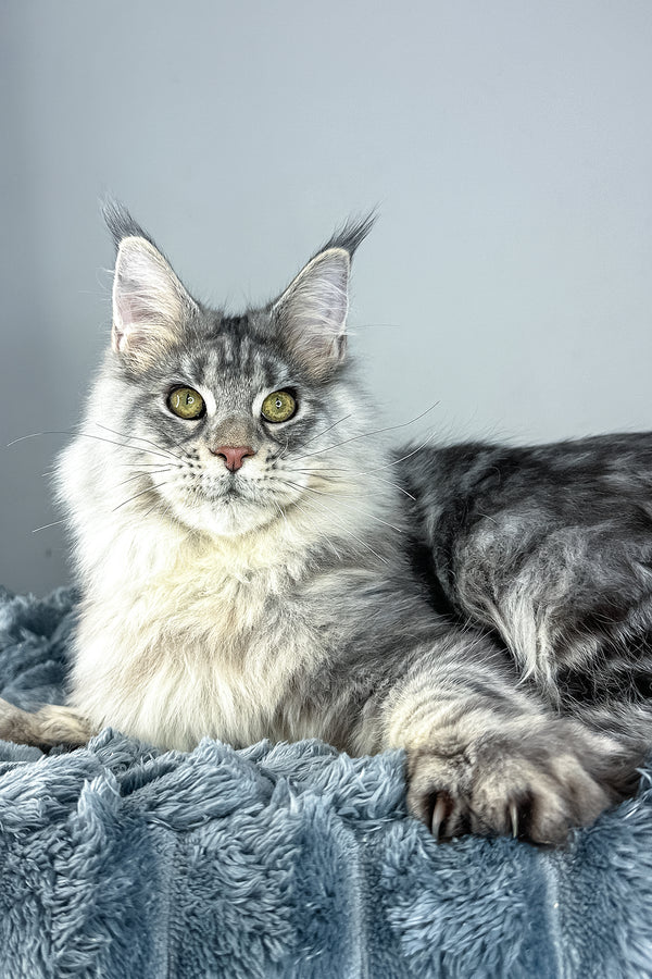 Luke | Maine Coon Kitten
