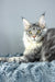 Luke | Maine Coon Kitten