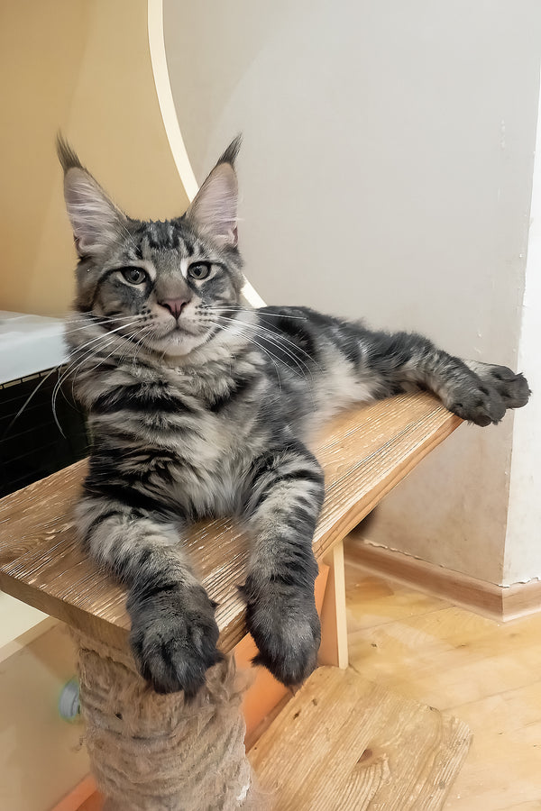 Lucky | Maine Coon Kitten