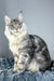 Luke | Maine Coon Kitten