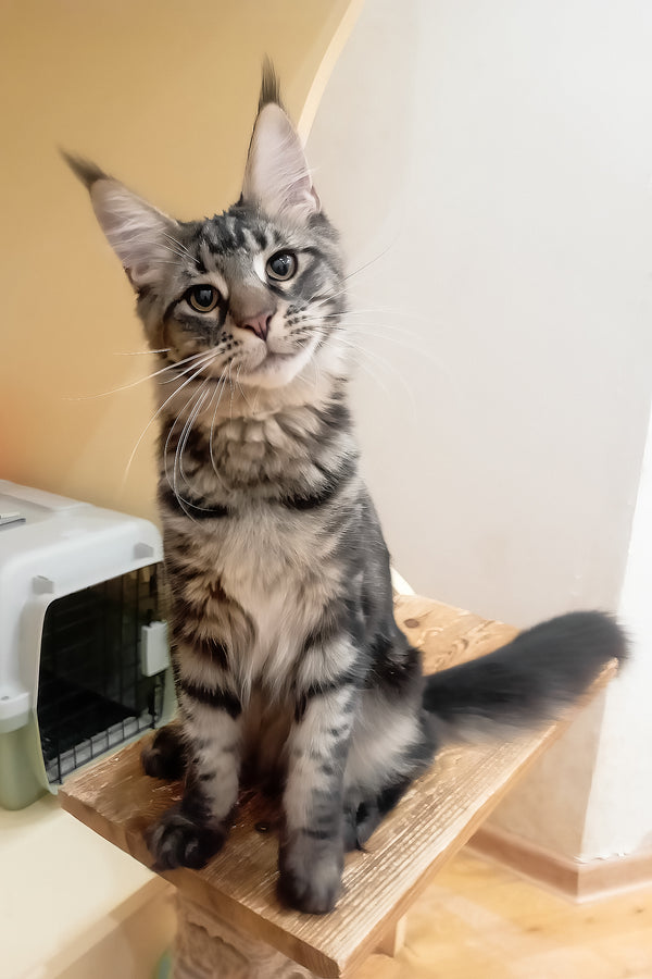 Lucky | Maine Coon Kitten