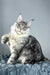 Luke | Maine Coon Kitten