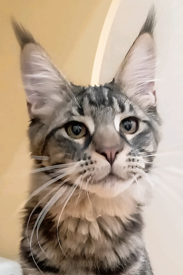 Lucky | Maine Coon Kitten