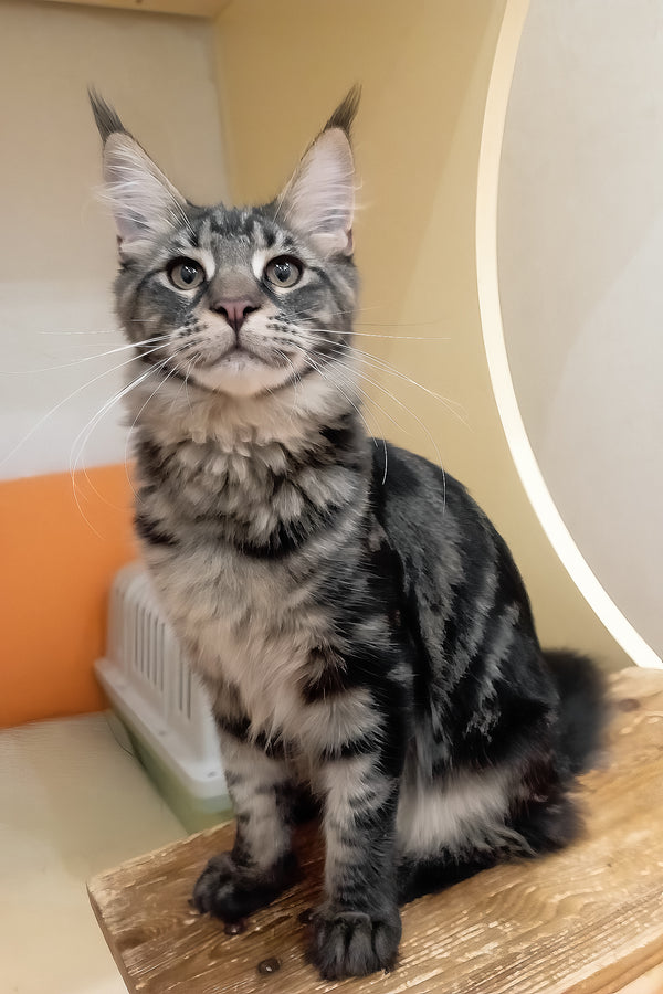Lucky | Maine Coon Kitten
