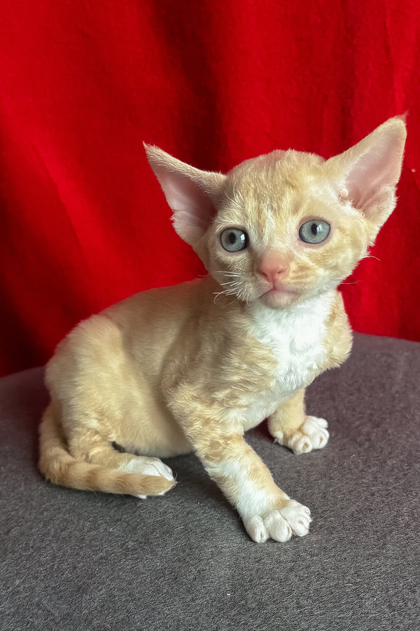 Lumea | Devon Rex Kitten