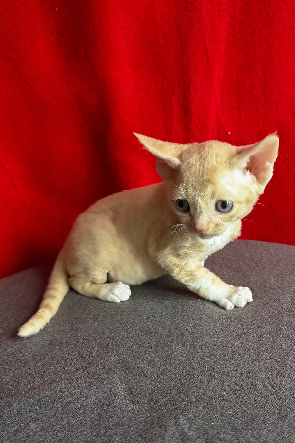 Lumea | Devon Rex Kitten