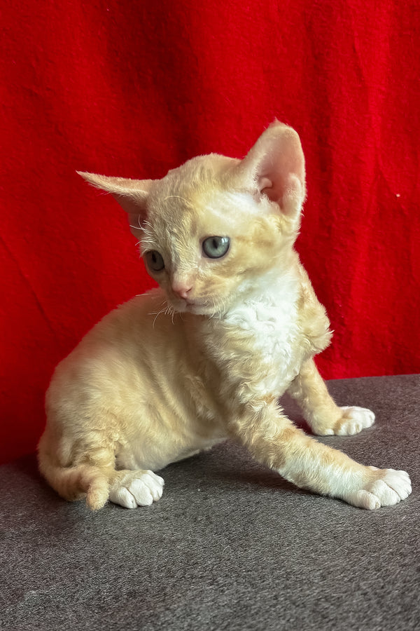 Lumea | Devon Rex Kitten