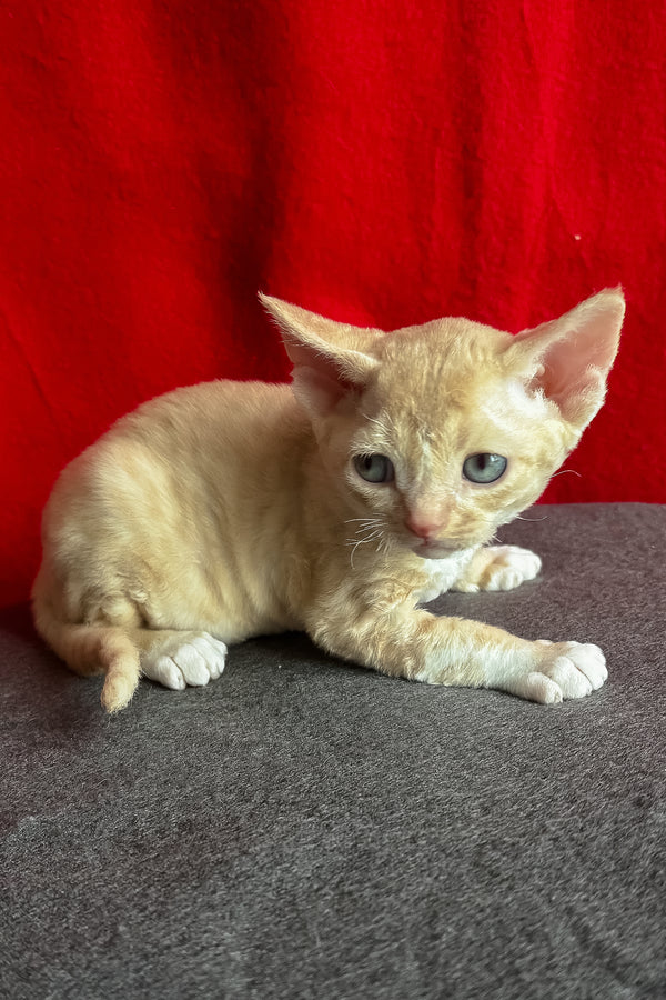Lumea | Devon Rex Kitten