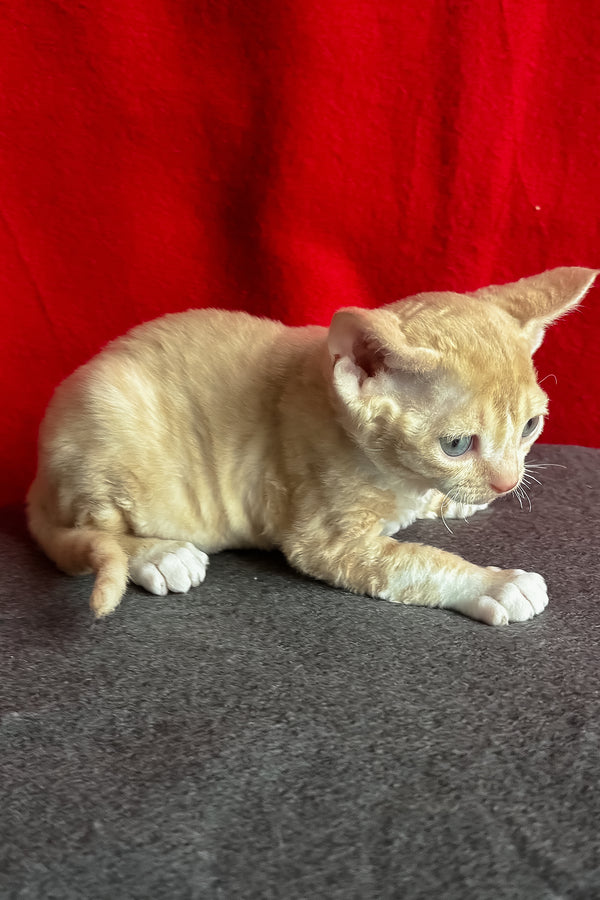 Lumea | Devon Rex Kitten