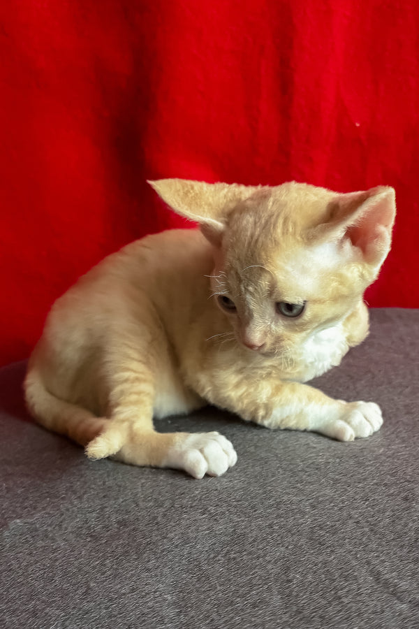 Lumea | Devon Rex Kitten