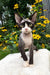Luna | Devon Rex Kitten