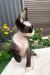 Luna | Devon Rex Kitten