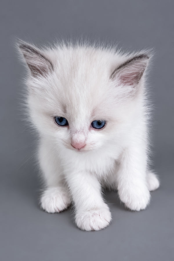 Luna | Ragdoll Kitten