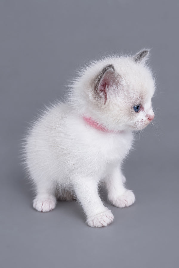 Luna | Ragdoll Kitten