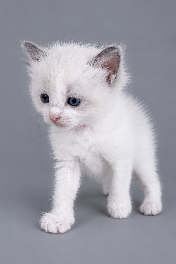 Luna | Ragdoll Kitten