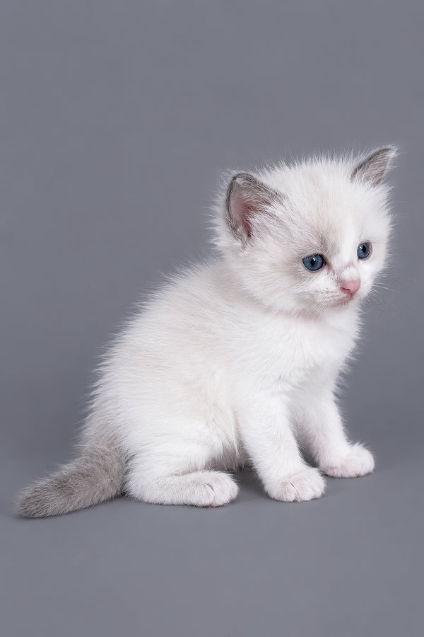 Luna | Ragdoll Kitten